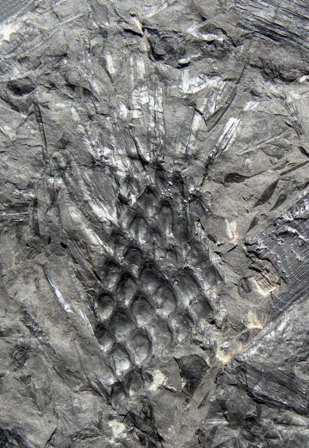 Lepidodendron obovatum met blaadjers